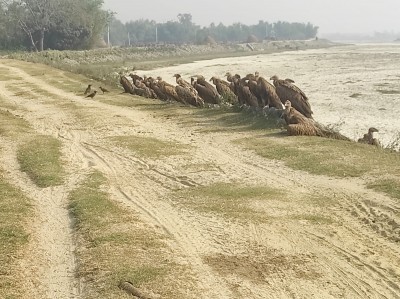 राजगिद्ध